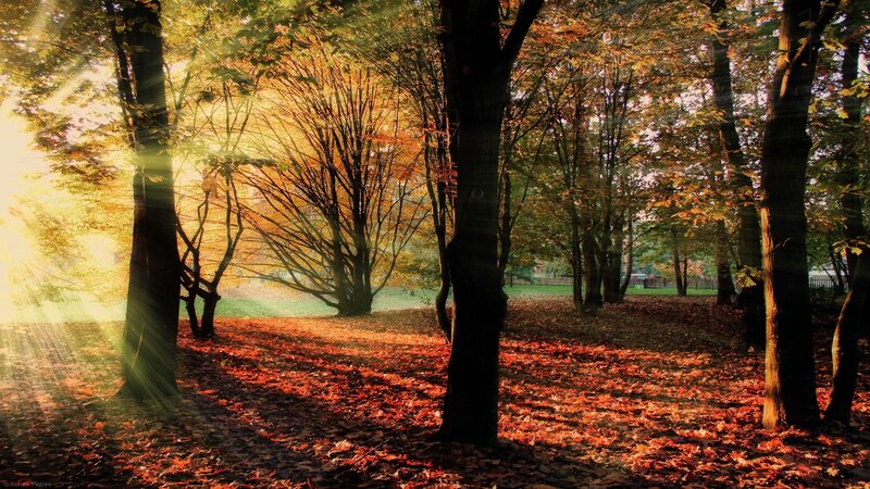 Sunlight through autumn forest