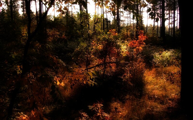Sunlight through autumn forest