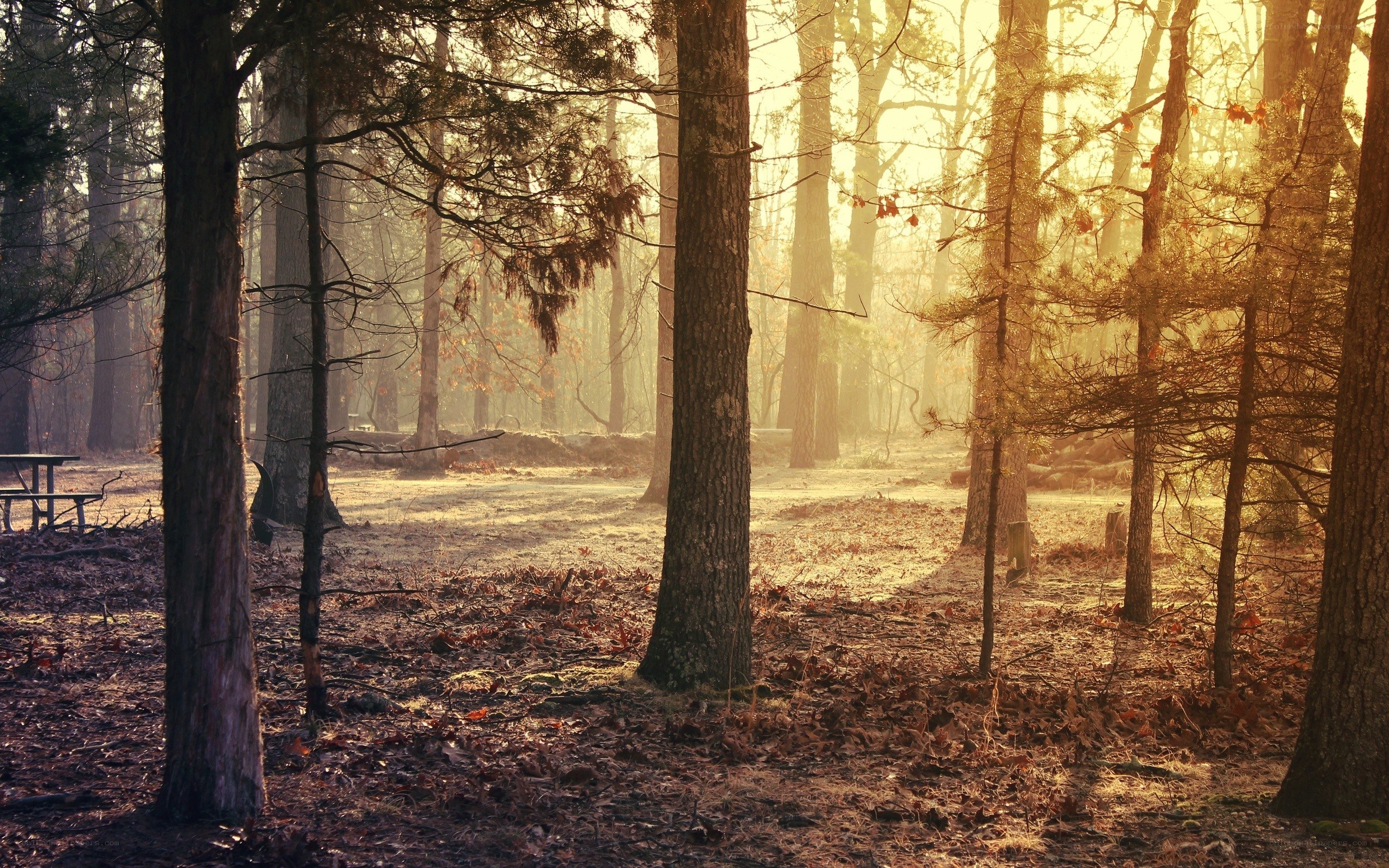 Sunlight through autumn forest