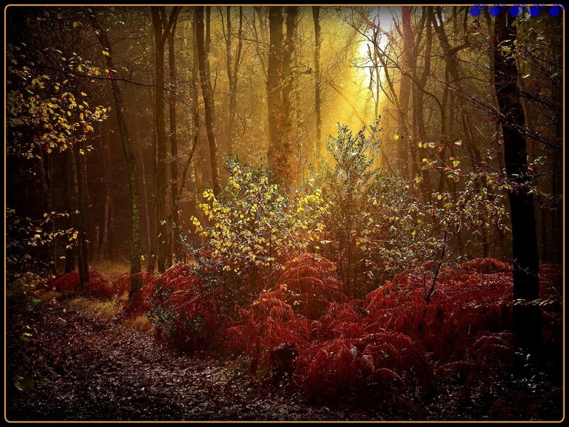 Sunlight through autumn forest