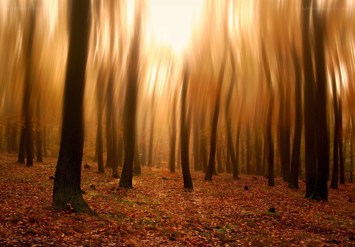 Sunlight through autumn forest