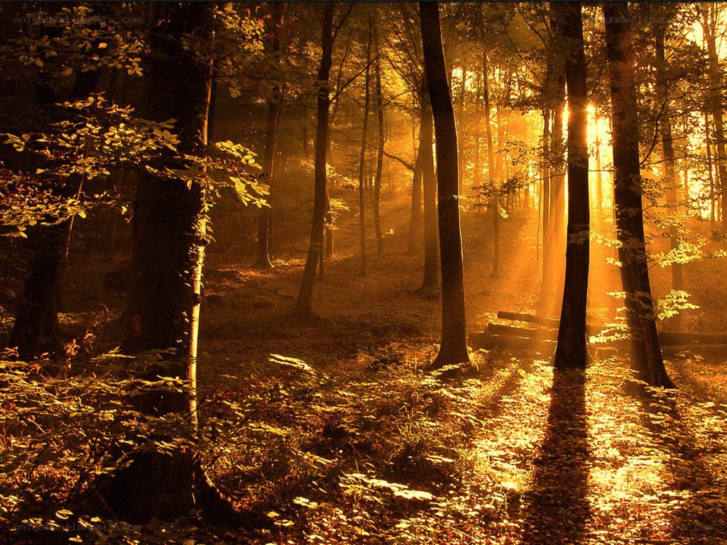 Sunlight through autumn forest