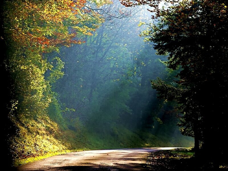 Sunlight through autumn forest
