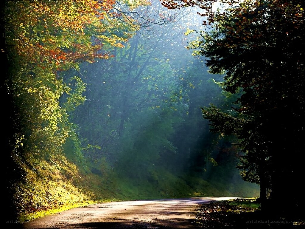 Sunlight through autumn forest