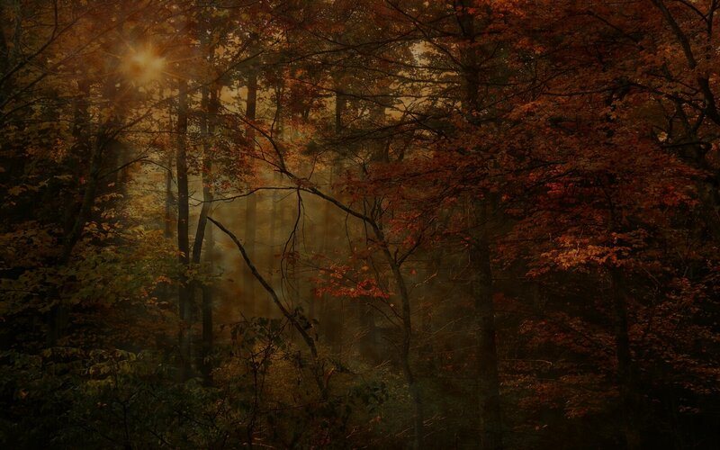 Sunlight through autumn forest