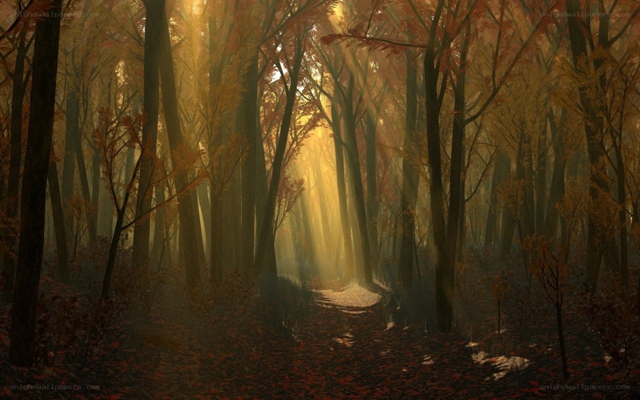 Sunlight through autumn forest