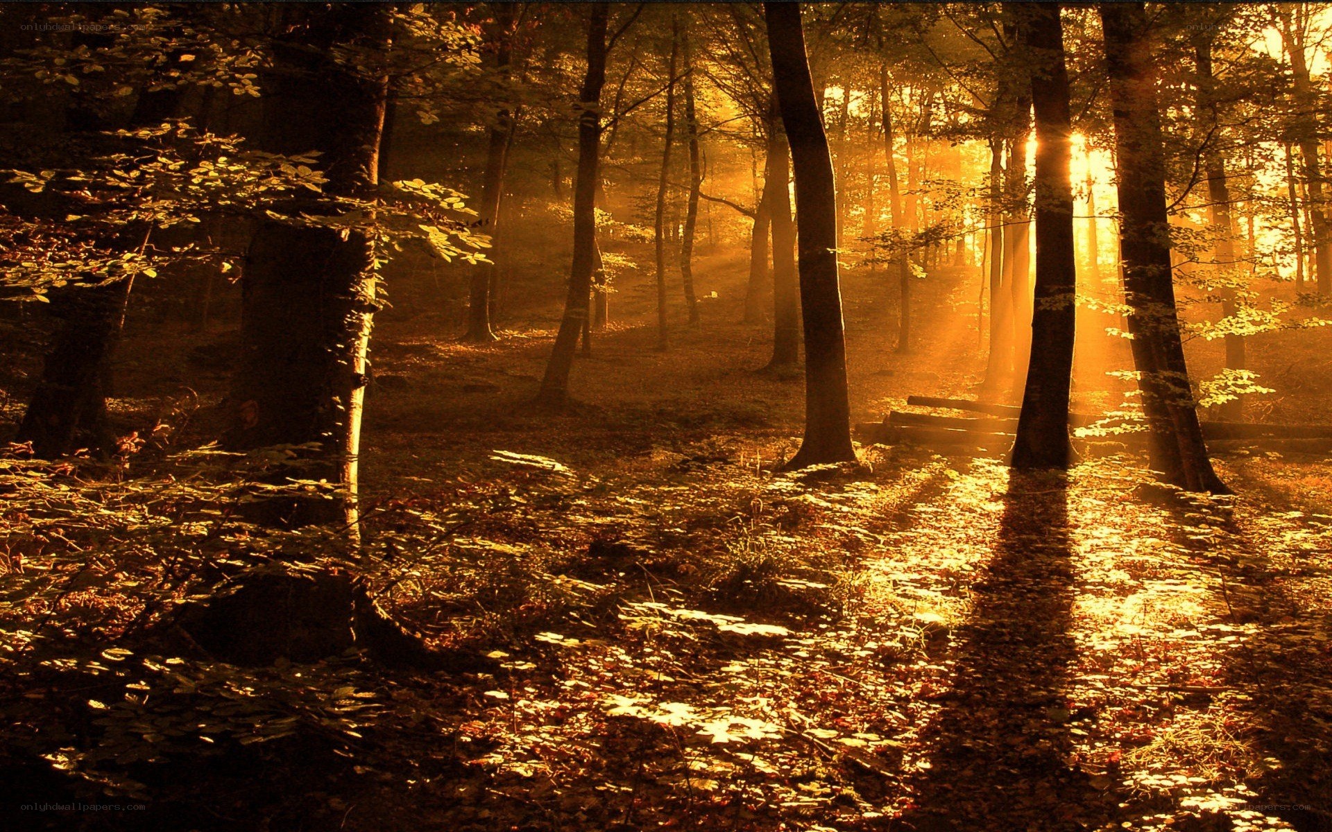 Sunlight through autumn forest