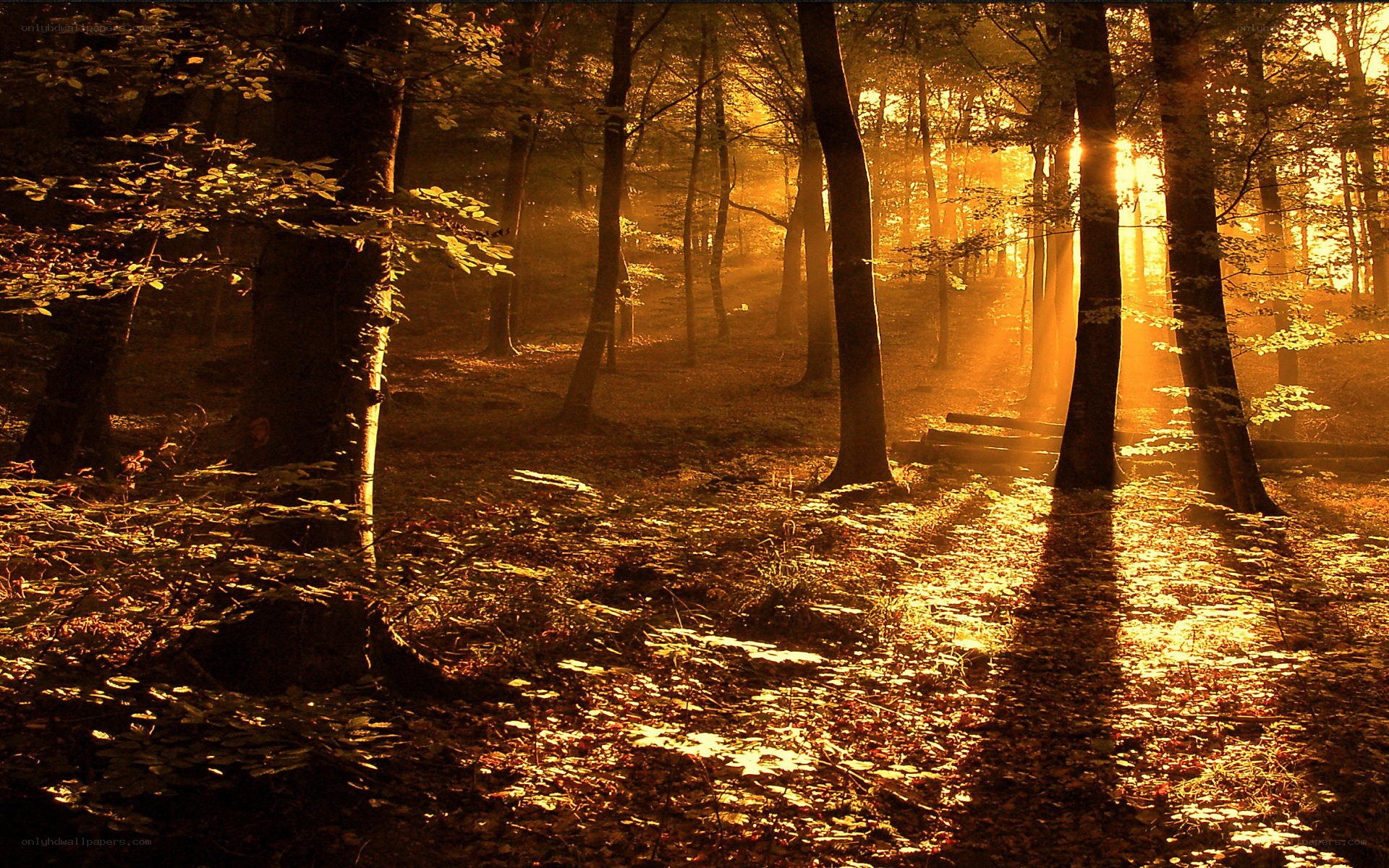 Sunlight through autumn forest