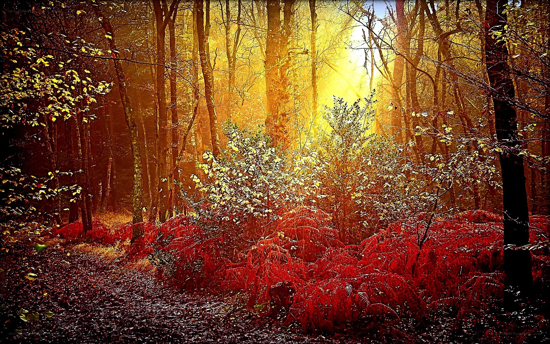 Sunlight through autumn forest
