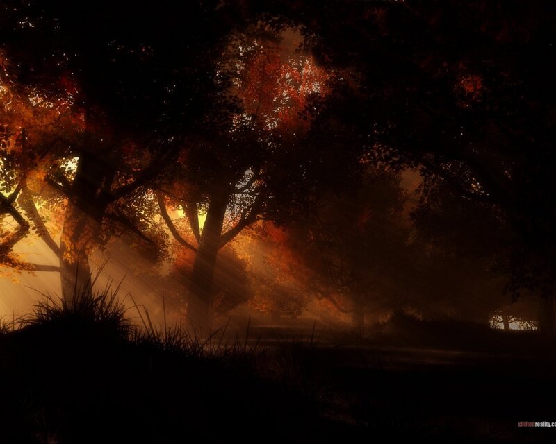 Sunlight through autumn forest