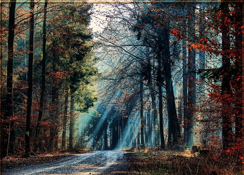 Sunlight through autumn forest