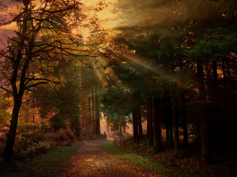Sunlight through autumn forest