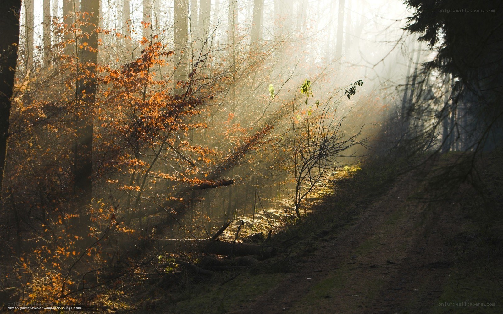 Sunlight through autumn forest