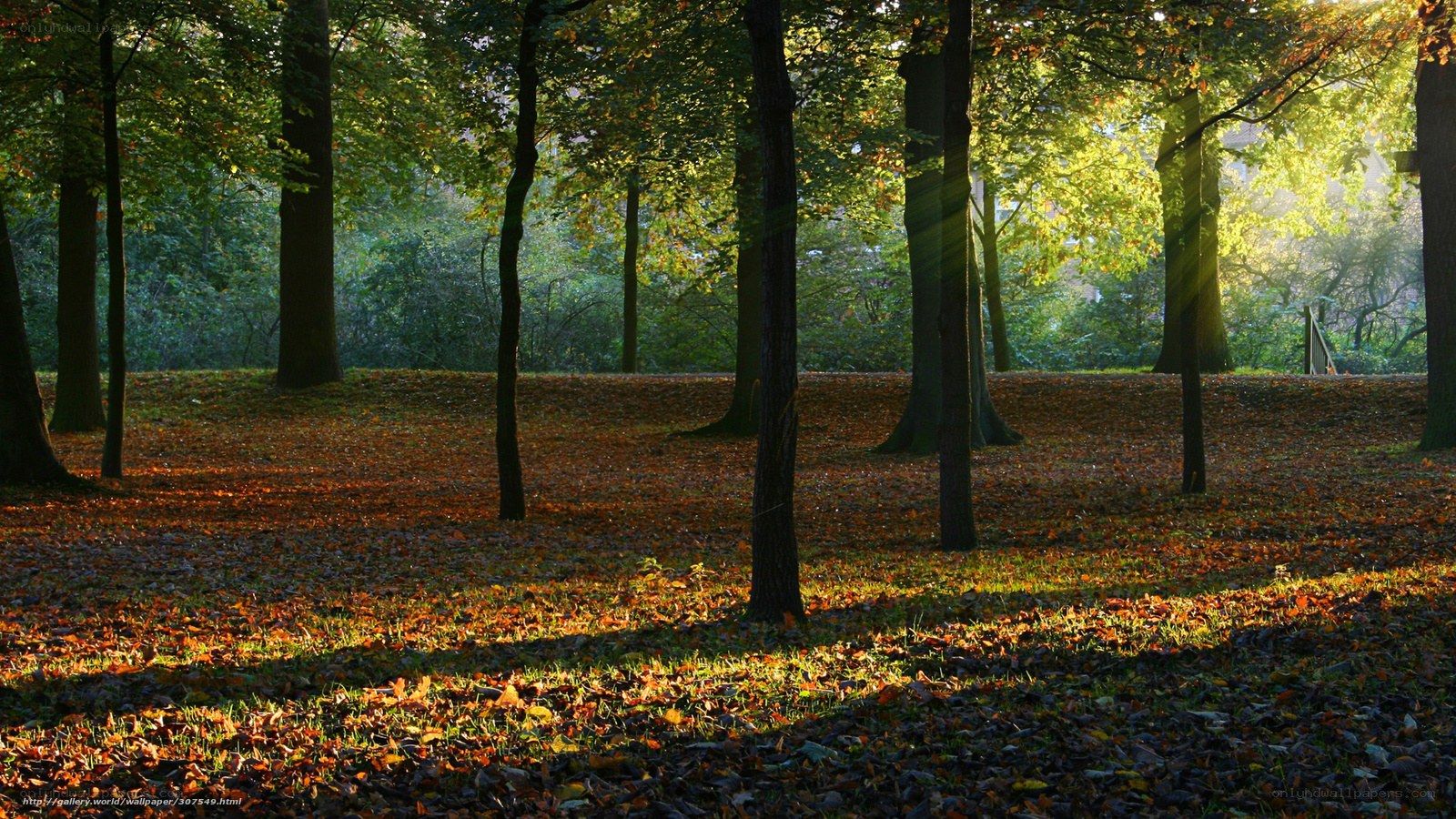 Sunlight through autumn forest