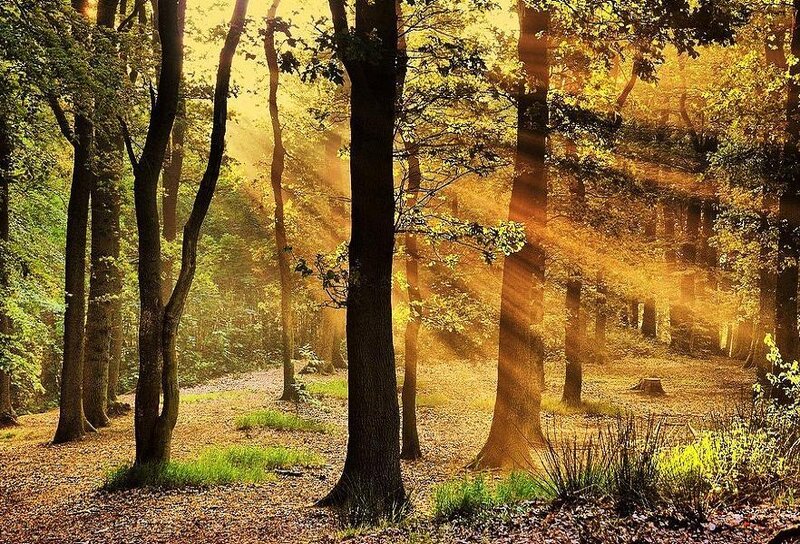 Sunlight through autumn forest