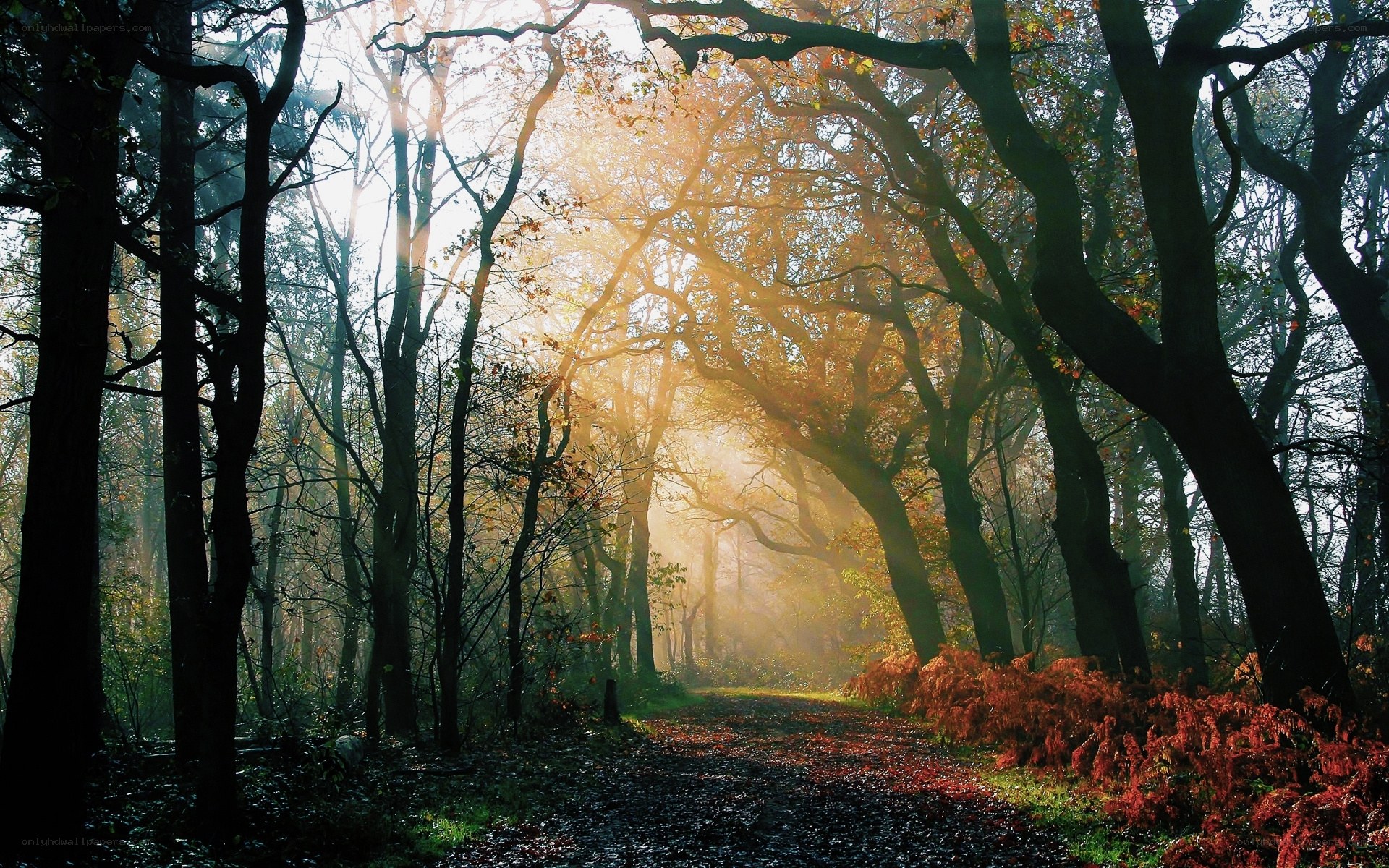 Sunlight through autumn forest