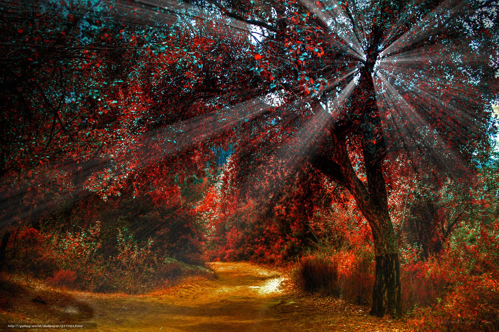 Sunlight through autumn forest