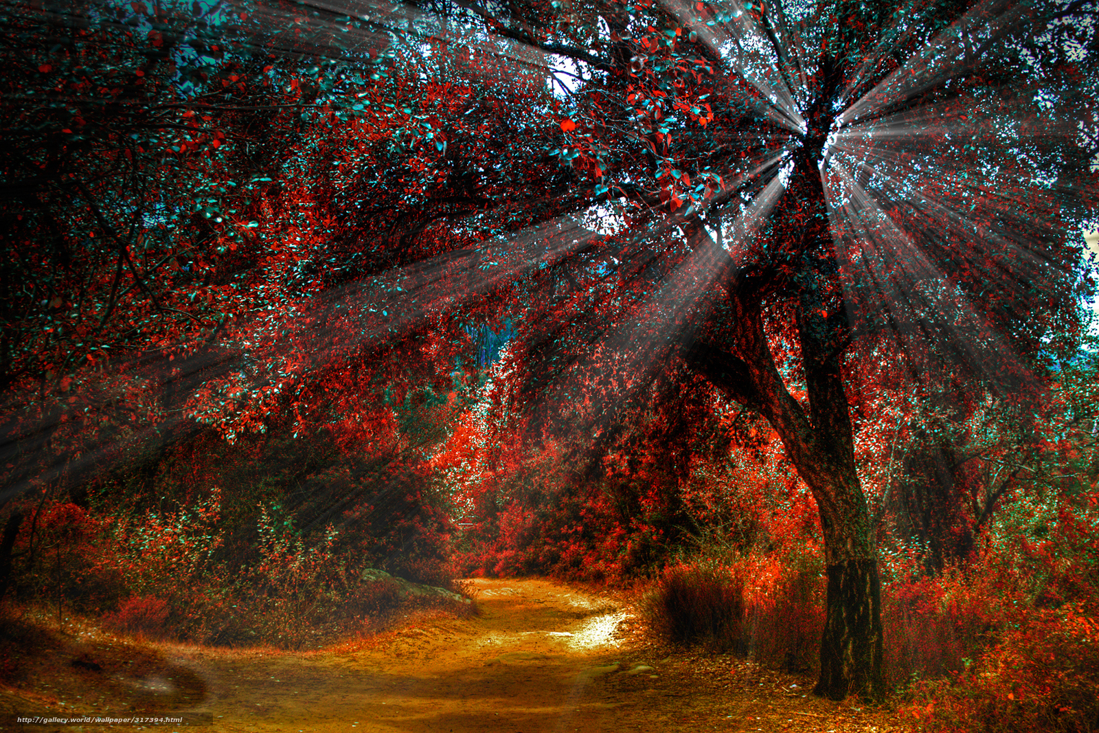 Sunlight through autumn forest