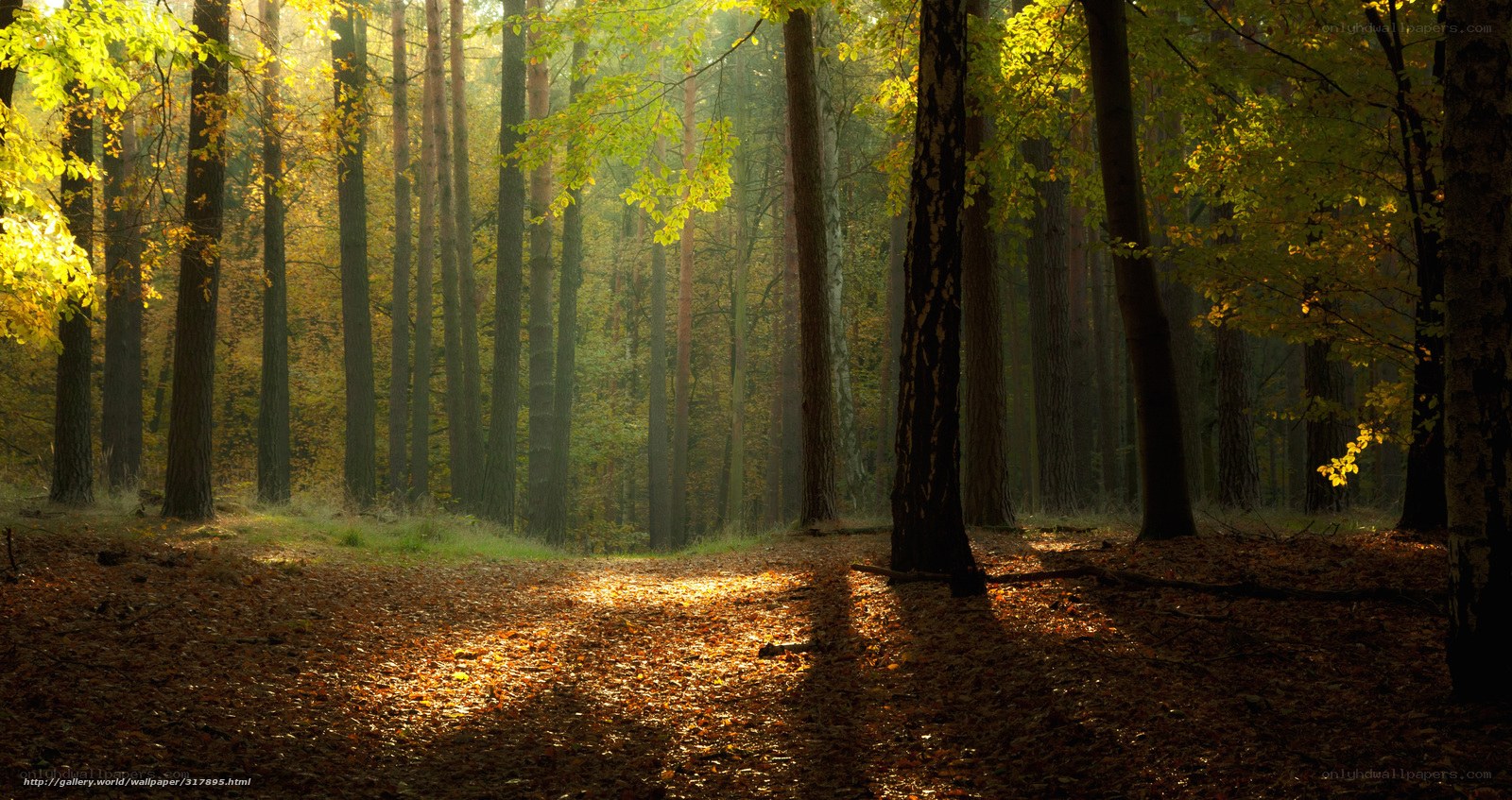 Sunlight through autumn forest