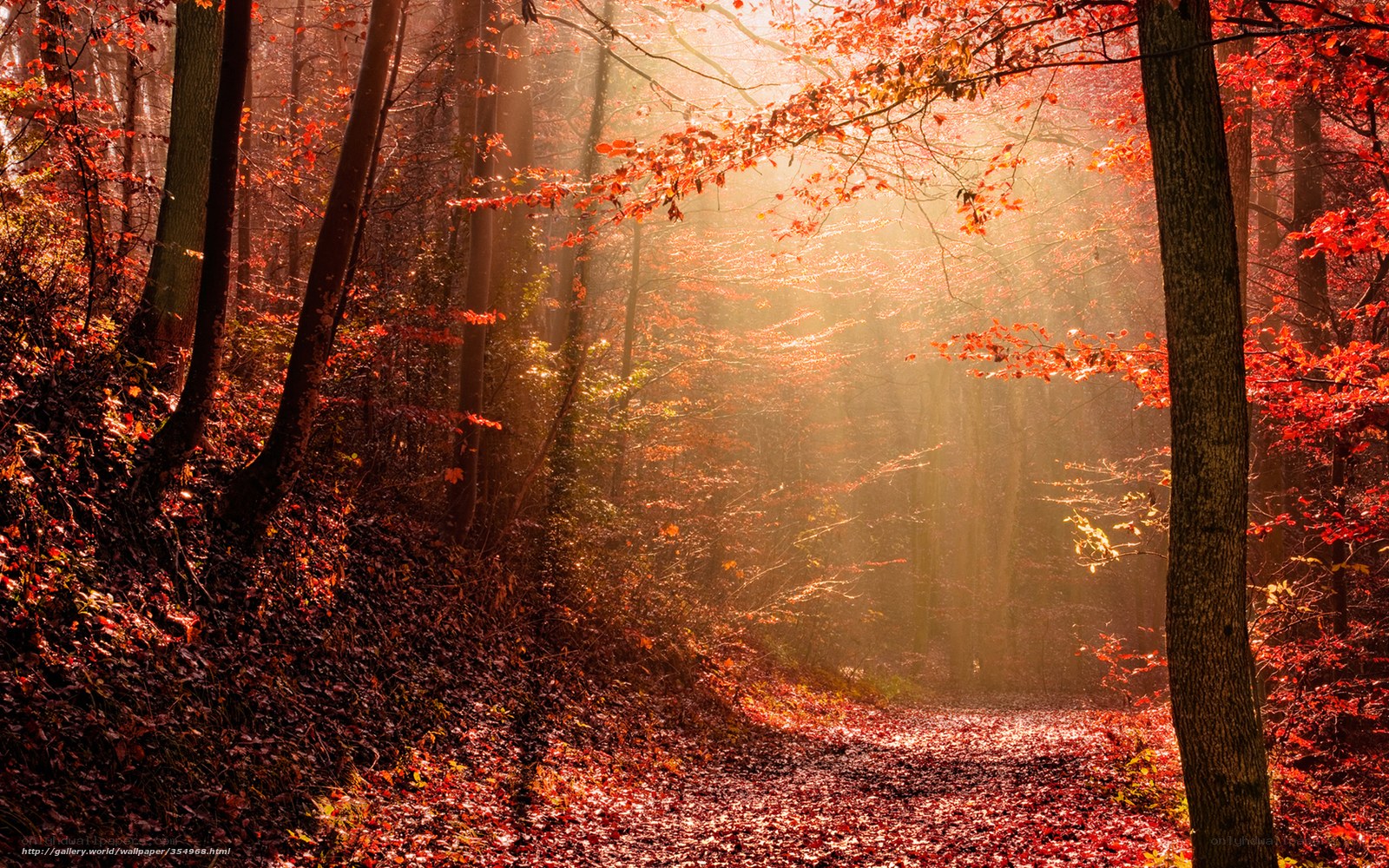 Sunlight through autumn forest