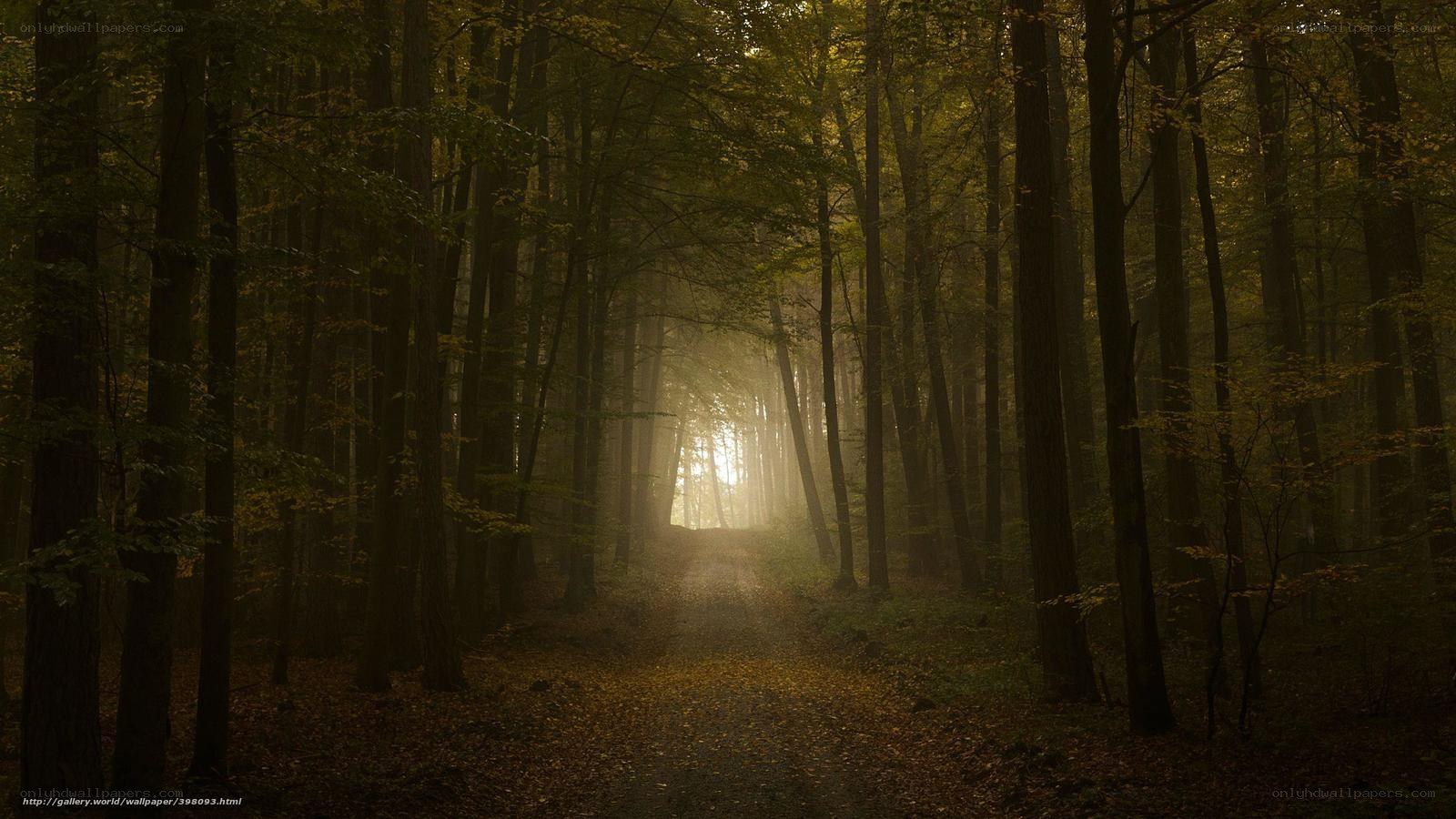 Sunlight through autumn forest