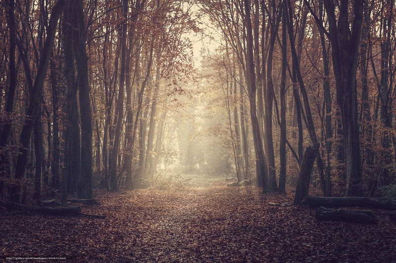 Sunlight through autumn forest