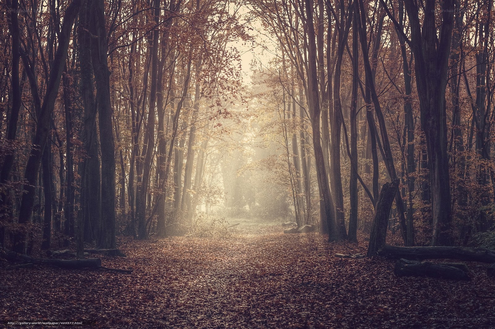 Sunlight through autumn forest