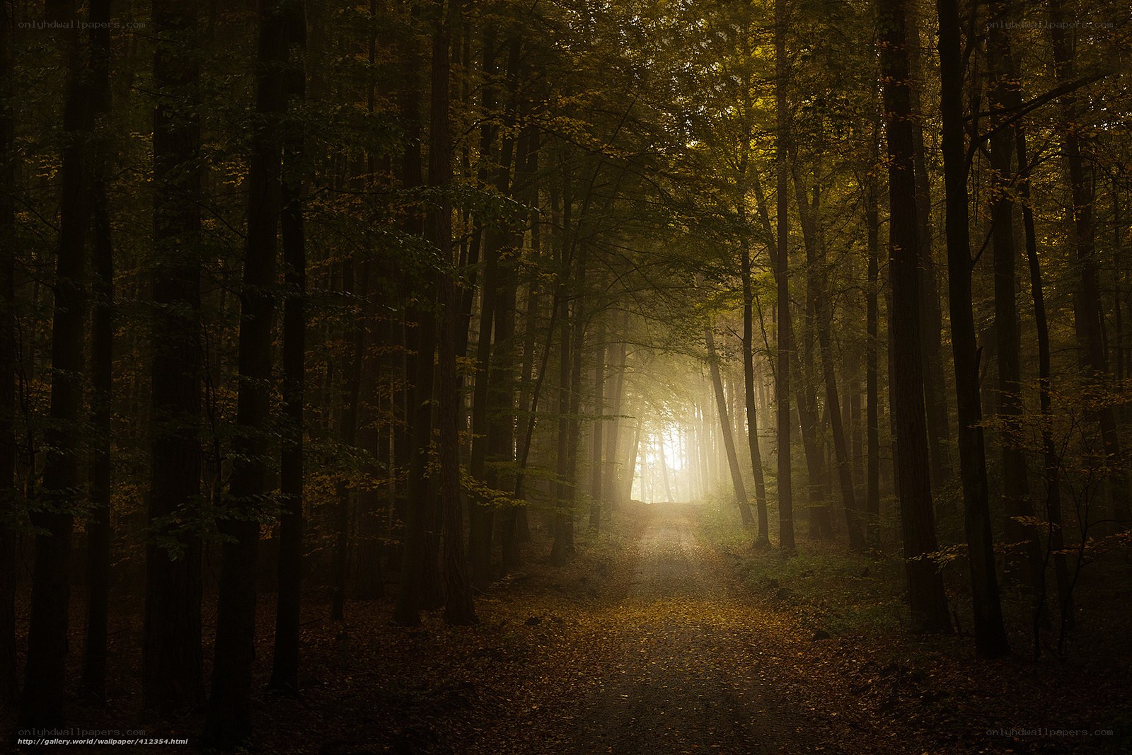 Sunlight through autumn forest
