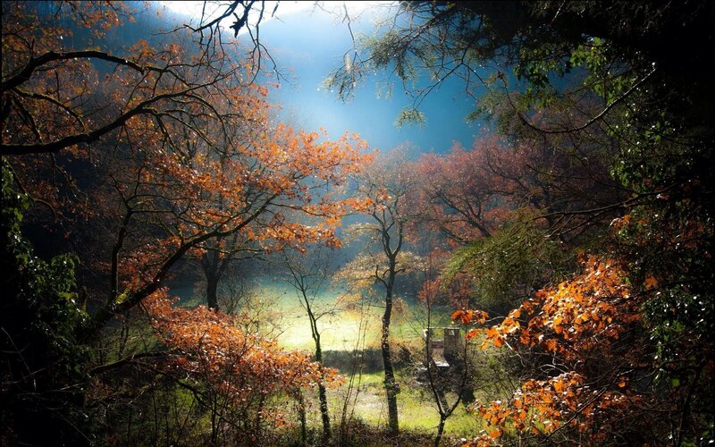 Sunlight through autumn forest