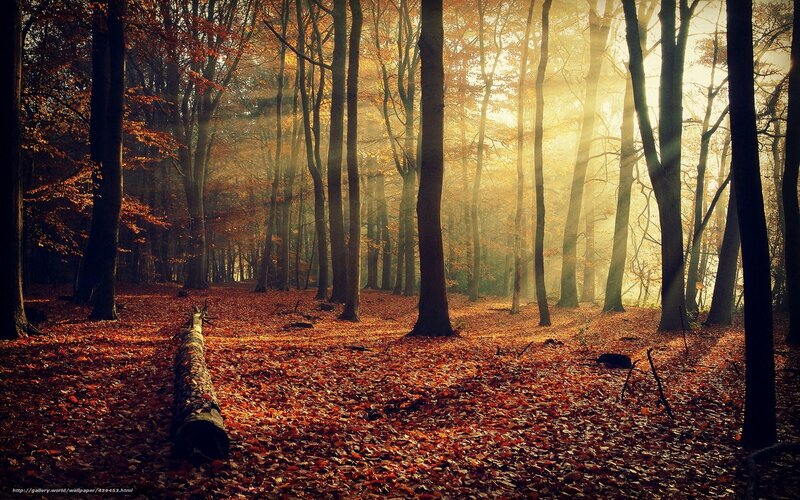 Sunlight through autumn forest