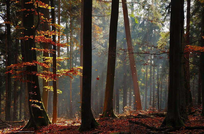 Sunlight through autumn forest