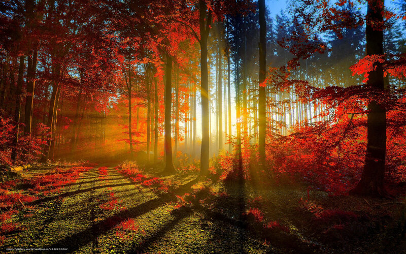 Sunlight through autumn forest