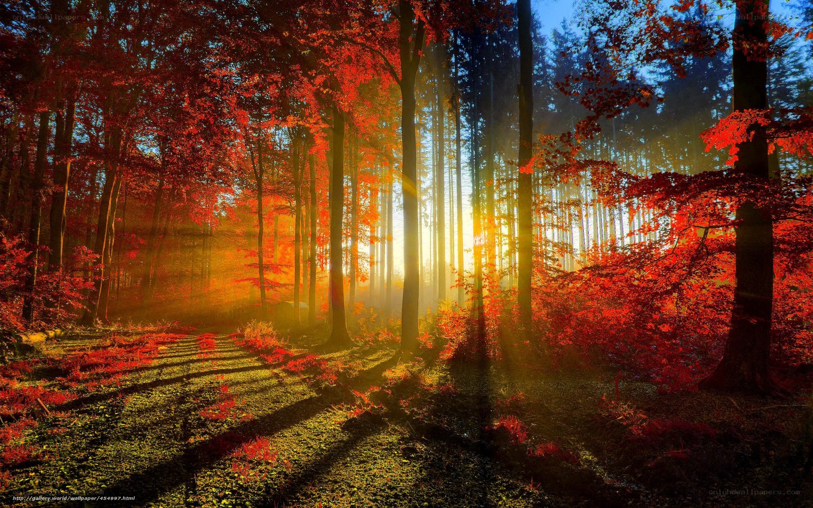Sunlight through autumn forest