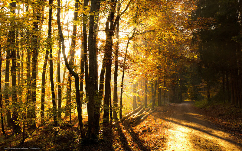 Sunlight through autumn forest