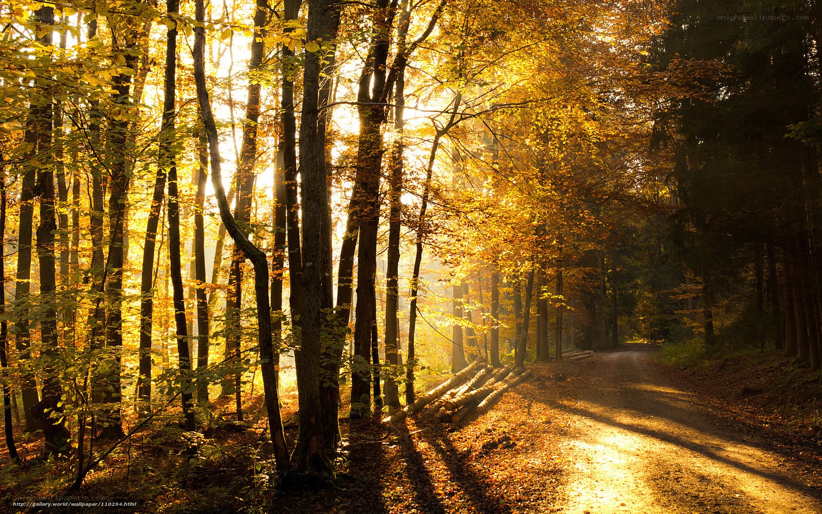 Sunlight through autumn forest