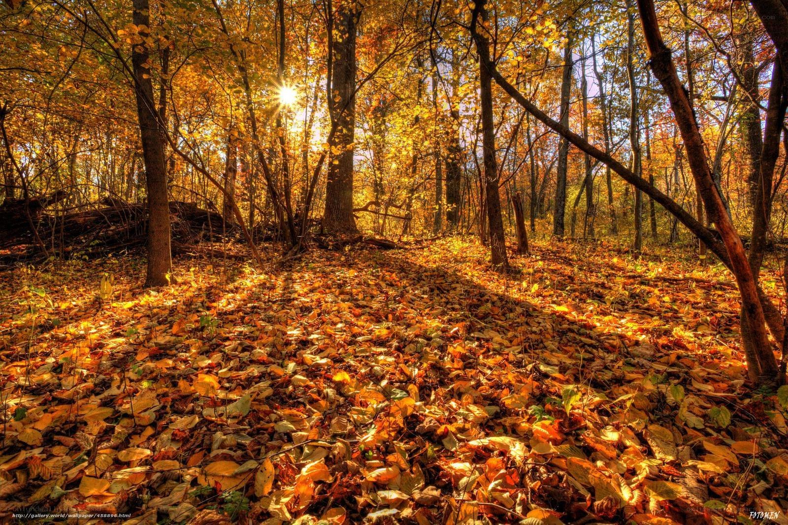 Sunlight through autumn forest