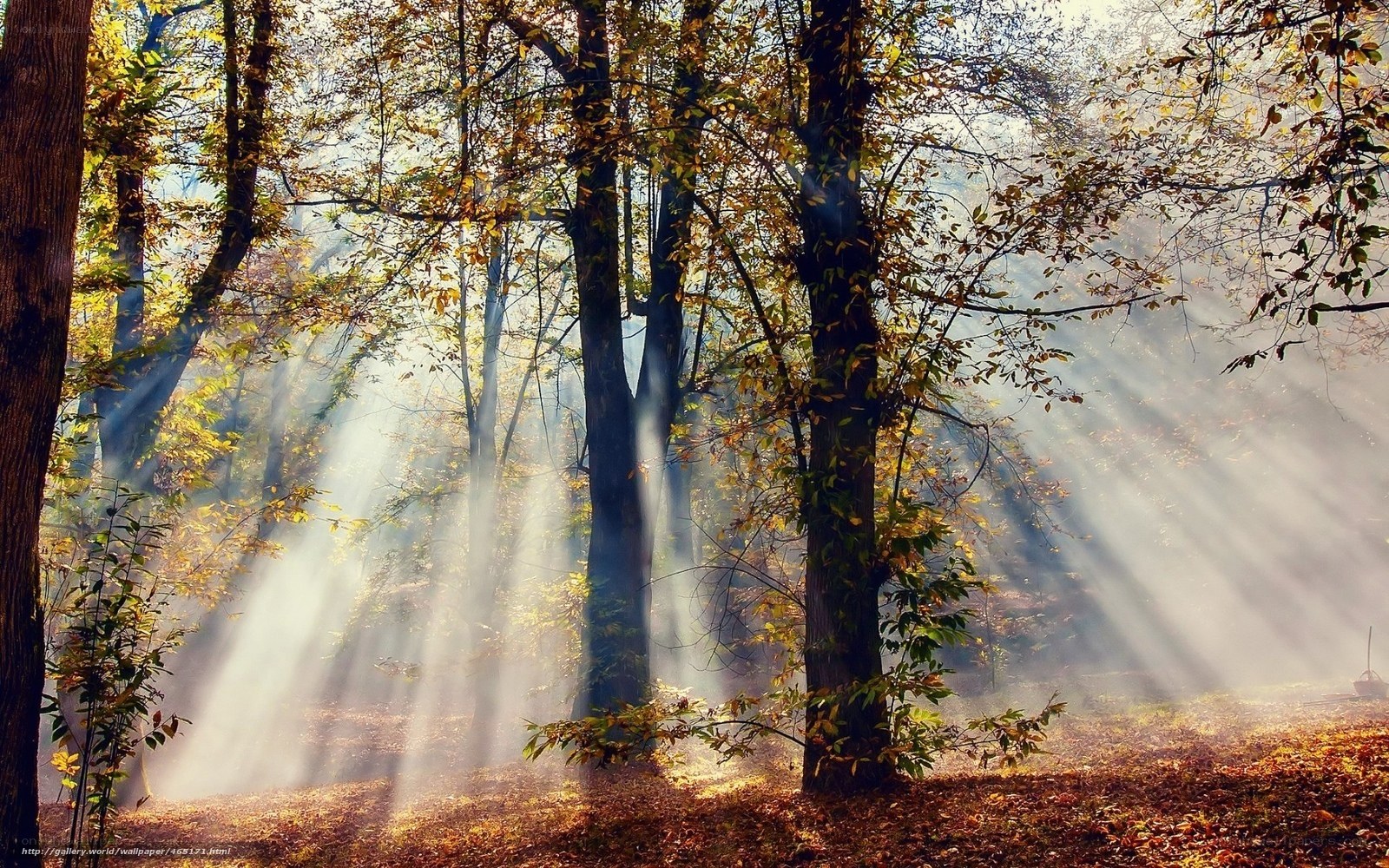 Sunlight through autumn forest