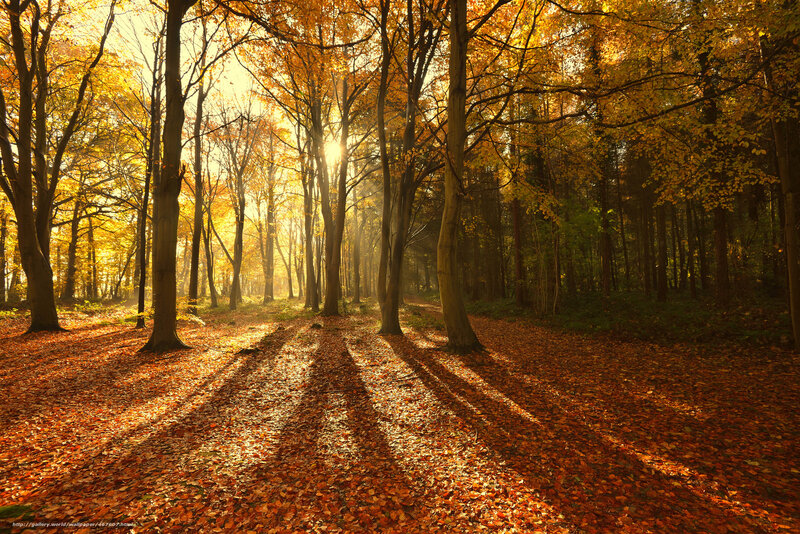 Sunlight through autumn forest