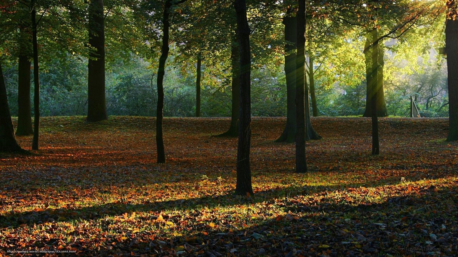 Sunlight through autumn forest
