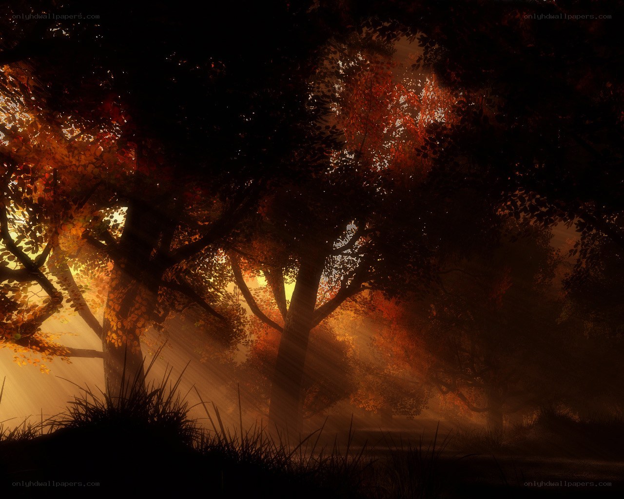 Sunlight through autumn forest