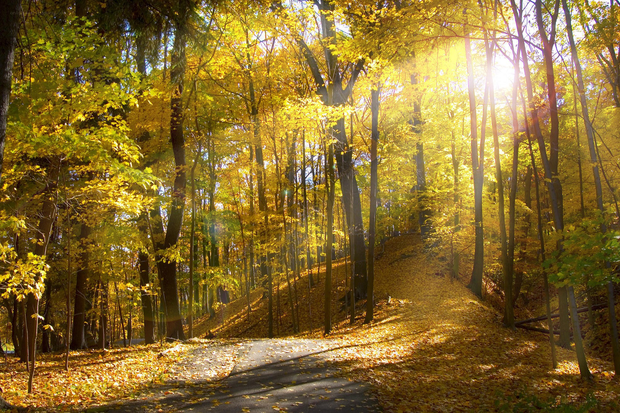Sunlight through autumn forest