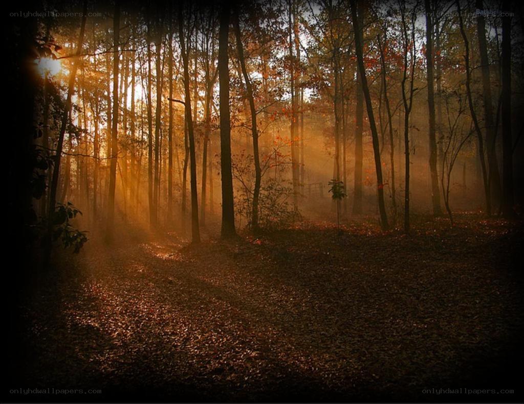 Sunlight through autumn forest