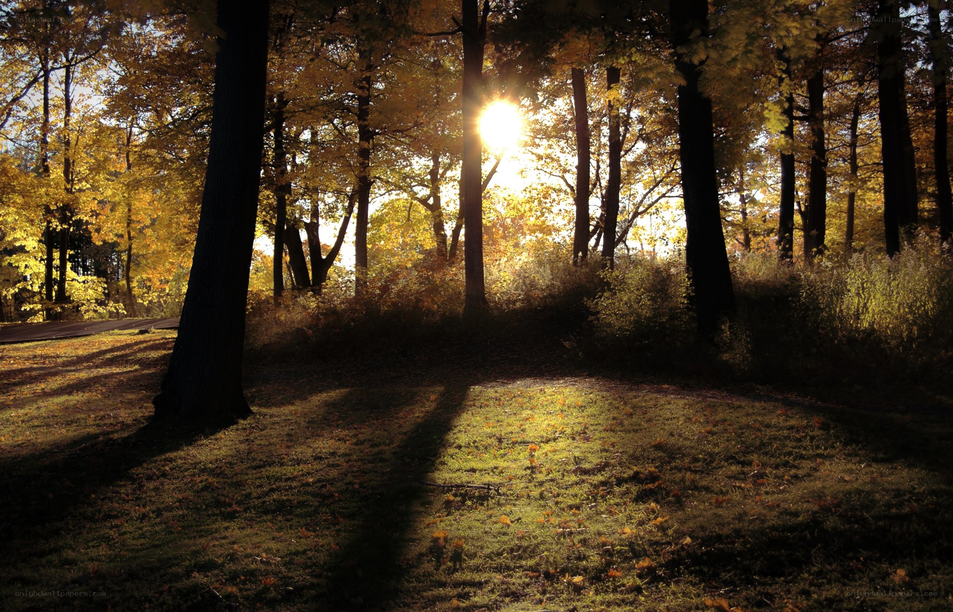 Sunlight through autumn forest