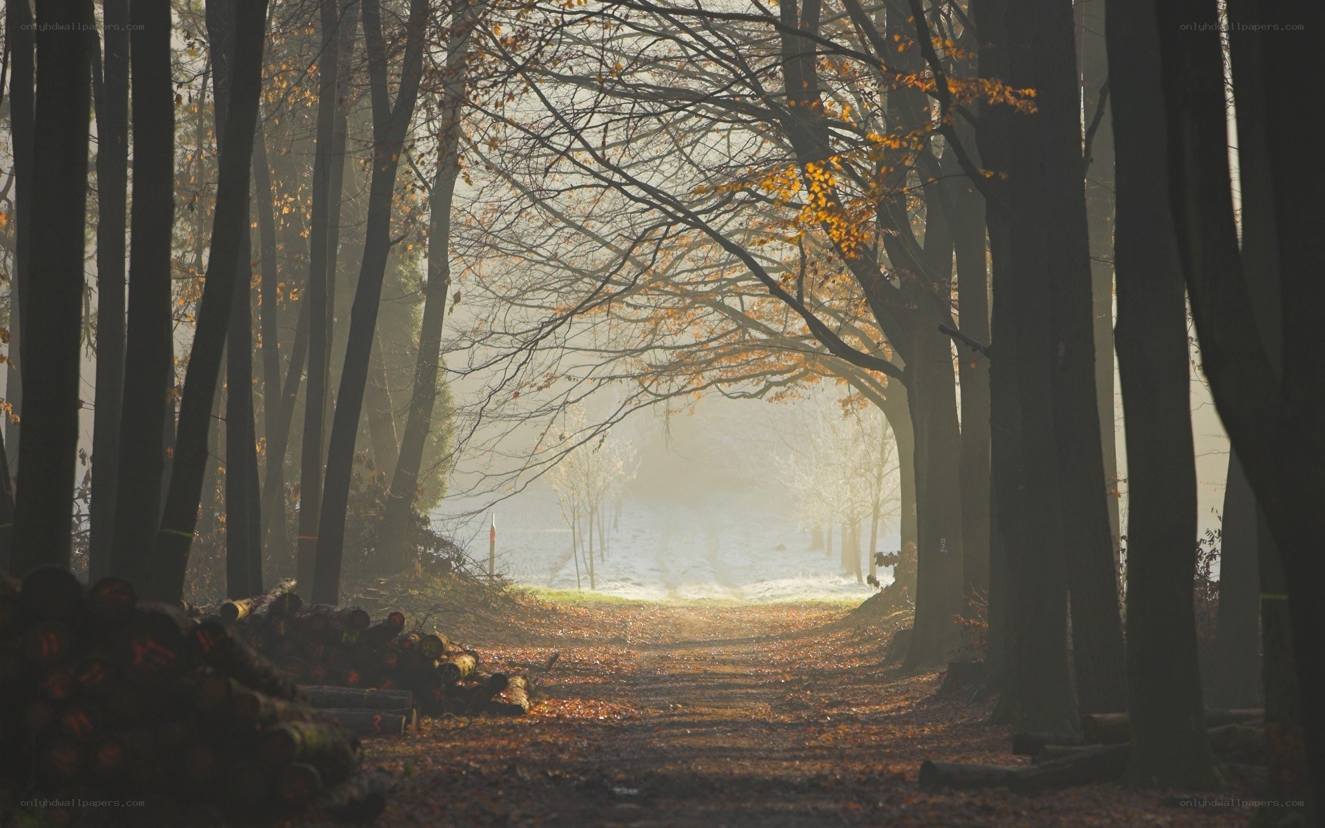 Sunlight through autumn forest