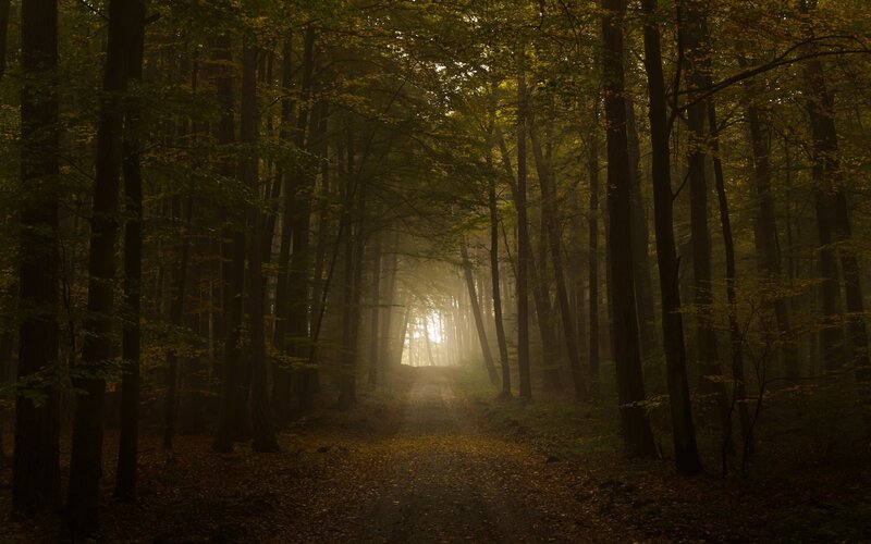 Sunlight through autumn forest