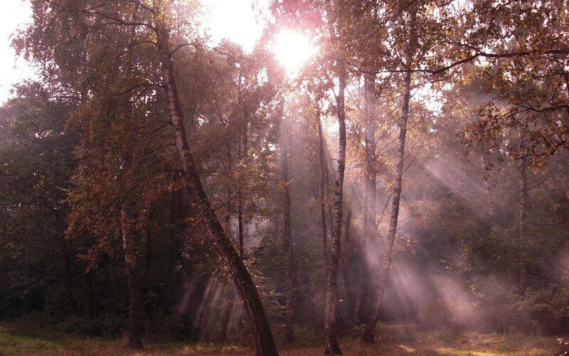 Sunlight through autumn forest