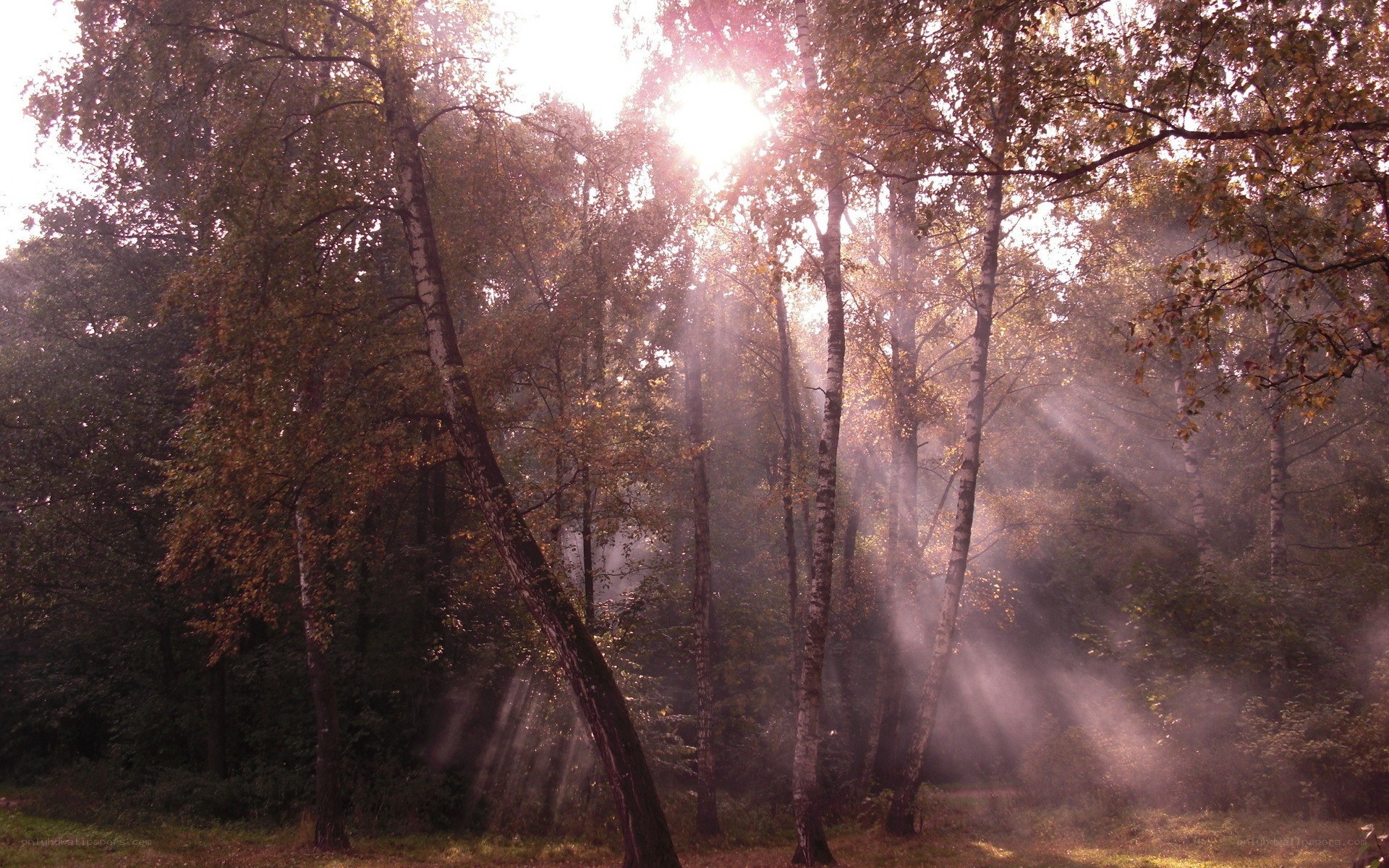 Sunlight through autumn forest