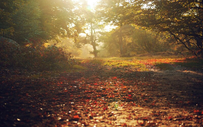 Sunlight through autumn forest