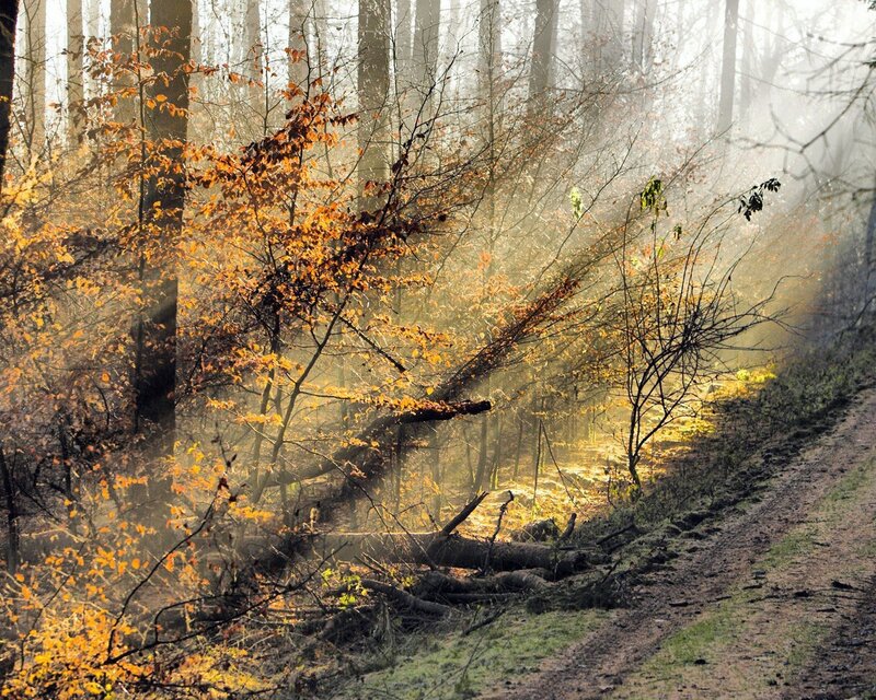 Sunlight through autumn forest