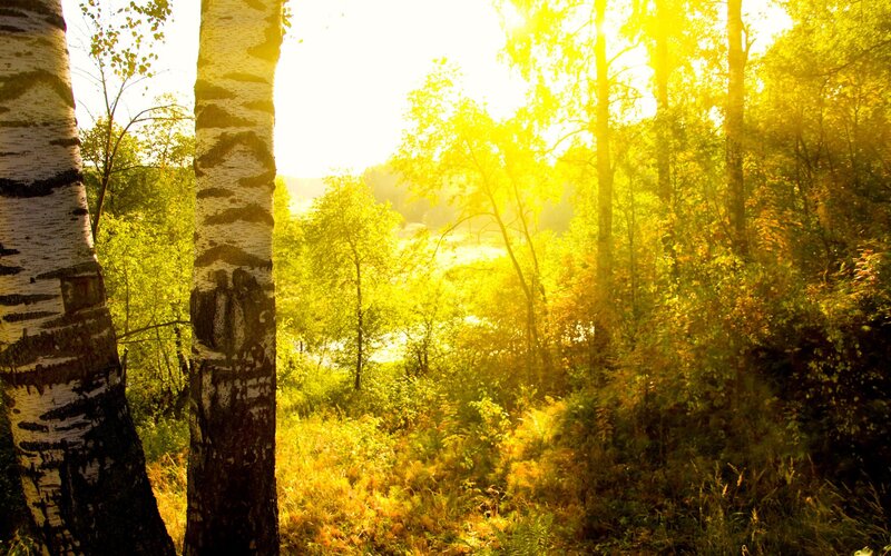 Sunlight through autumn forest